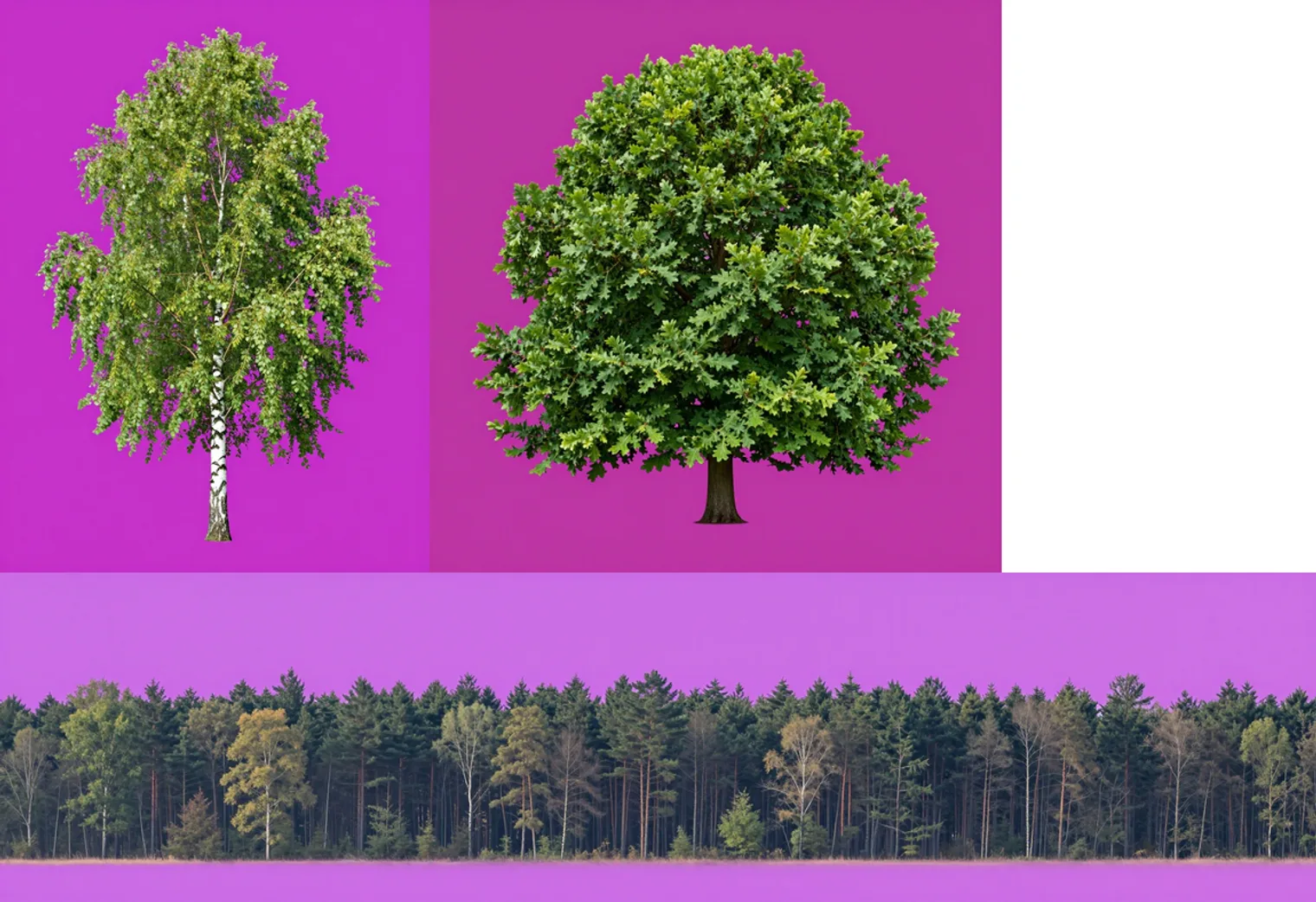 Image-model outputs on flat magenta backgrounds: a birch, an oak and a long strip of forest edge